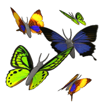 butterflies-2