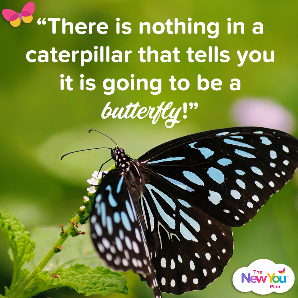 What Do TFR And The Butterfly Have In Common? - The New You Plan