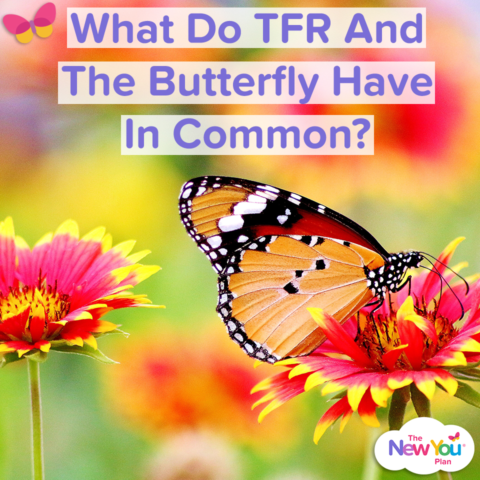 What Do TFR And The Butterfly Have In Common?
